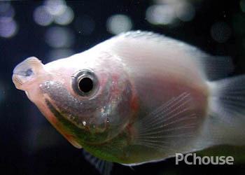 接吻鱼的鱼缸摆放位置 鱼缸里接吻