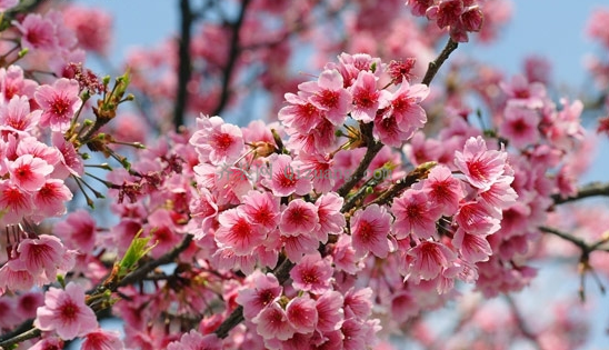 浪漫樱花季 浪漫樱花季文案