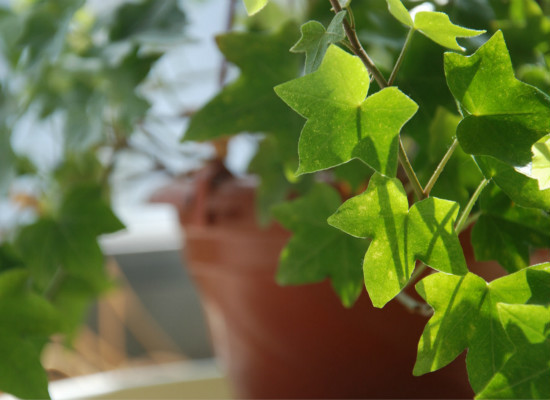 能有效去除甲醛的室内植物有哪些 能有效去除甲醛的室内植物有哪些呢