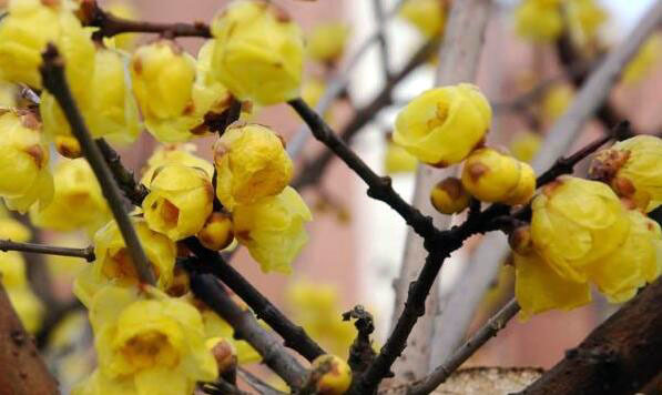 腊梅花究竟有何功效？ 腊梅花究竟有何功效呢