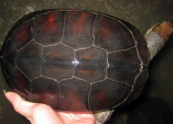 越南石龟的养殖方法，你都清楚么 越南石龟现在价格多少钱一斤