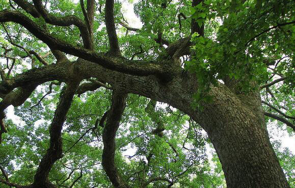 樟树的资料，及其简单介绍 樟树的基本知识介绍