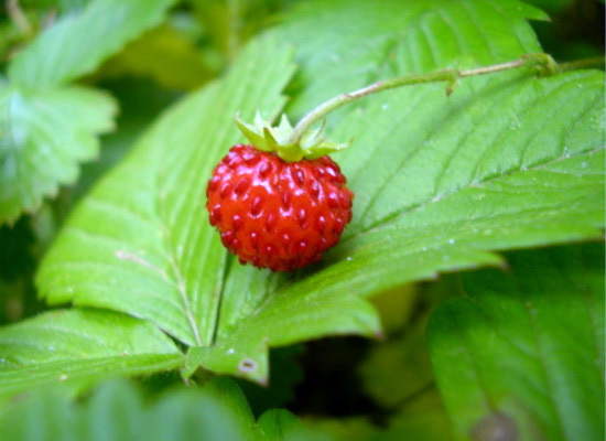 那些比较美的野草莓图片，你都见过没？