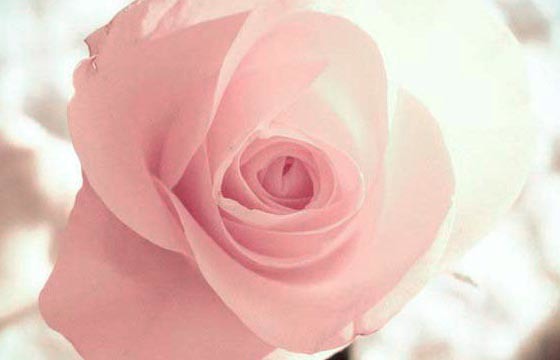 了解粉玫瑰花语，表达你真正的心意 粉玫瑰花语的准确意思