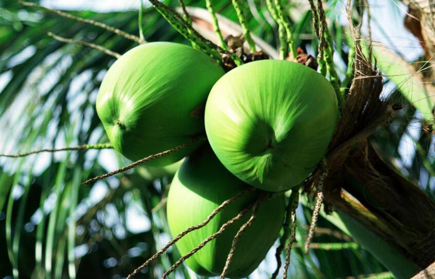 椰子产地以及它的生长环境、品种 椰子主要生产在哪些地区