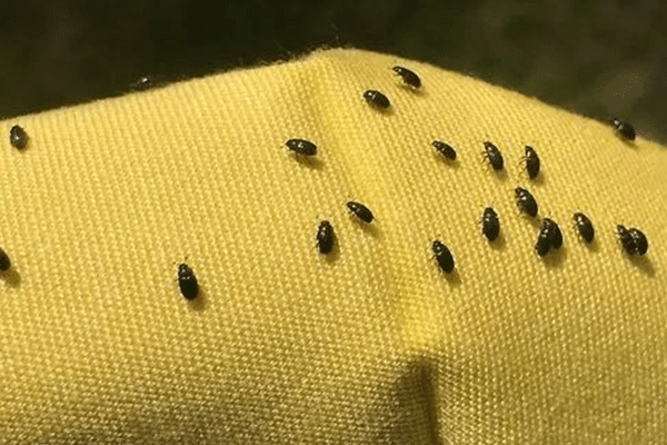 为什么*衣服会招虫子（为什么衣服会招虫子）