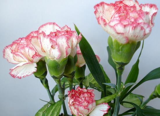 康乃馨的花语——诠释爱与尊敬 康乃馨的花语和象征意义