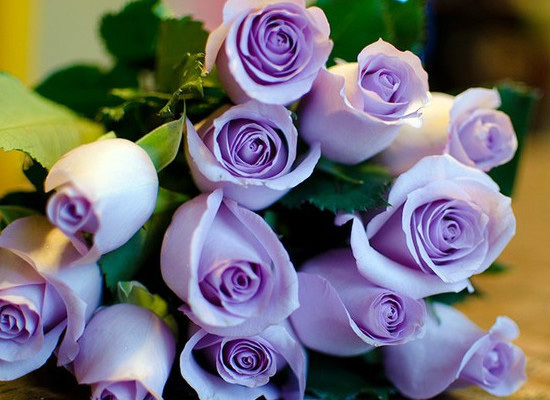你知道紫玫瑰的花语是什么吗（你知道紫玫瑰的花语是什么吗英文）