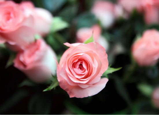 粉玫瑰的花语，表达*纯真的爱恋（粉玫瑰花语代表的是什么意思）