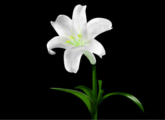 百合花的花语，表达*衷心的祝福 百合花的花语简短