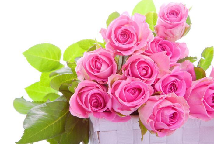 粉玫瑰花语大全，你想知道吗 粉玫瑰的花语是啥?