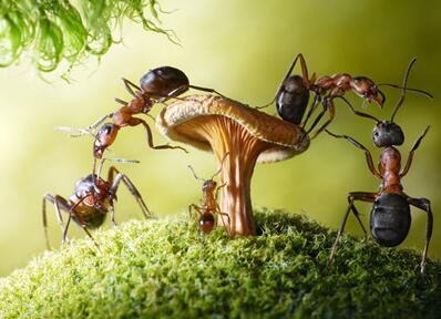 你知道家里快速灭蚂蚁的方法吗 你知道家里快速灭蚂蚁的方法吗英语