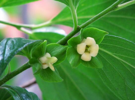 普及柿子叶的功效与作用知识 柿子叶的功效与作用1