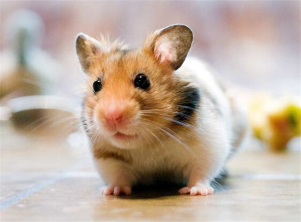家里有老鼠有什么危害 家里有老鼠会有什么危害