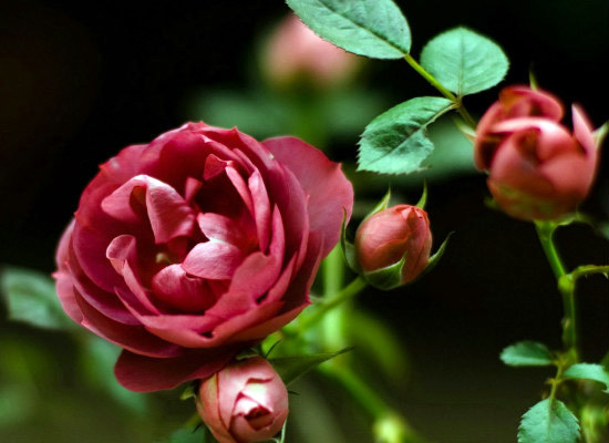 你知道野蔷薇的花语有哪些吗（你知道野蔷薇的花语有哪些吗）