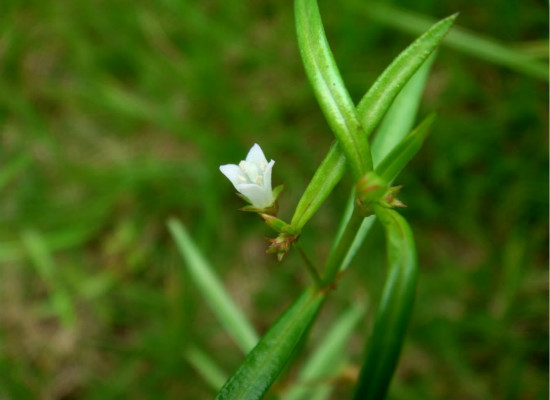 你知道白花蛇草的作用有哪些吗 你知道白花蛇草的作用有哪些吗为什么