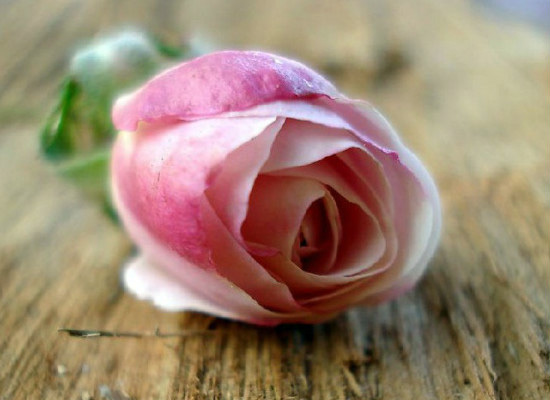 粉色玫瑰的花语代表对你特别的关怀 粉色玫瑰的花语代表对你特别的关怀英语