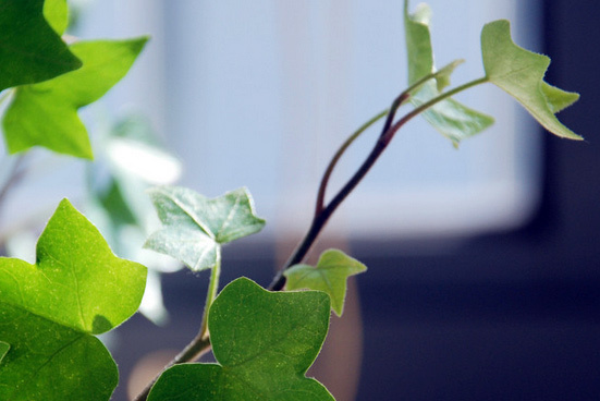 长春藤养殖方法和作用解析 长春藤可以用水养吗?