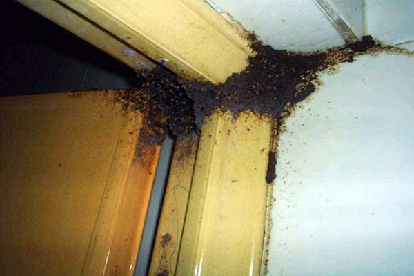 家中有白蚁要怎么处理 家中有白蚁预兆风水 白蚁防治费收费标准