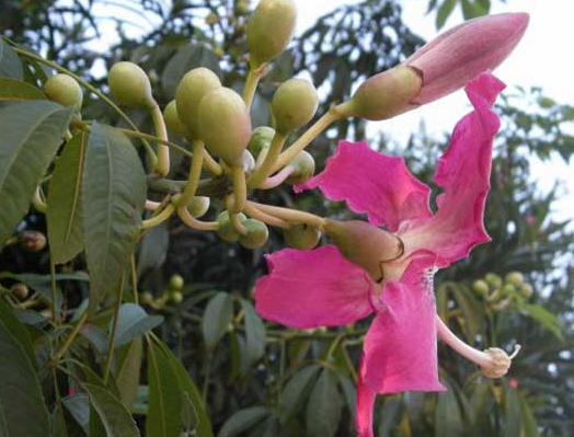 异木棉花是不是木棉花 异木棉花是不是木棉花