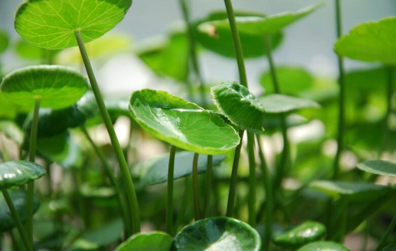 养殖铜钱草  风水寓意好