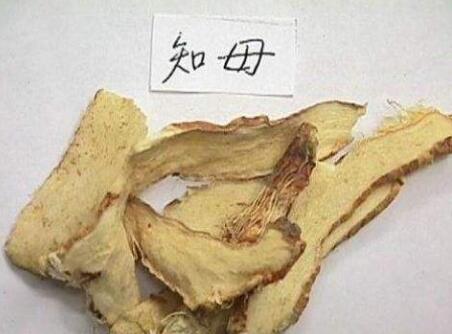 知母有什么功效呢