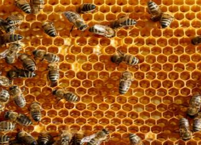 蜂房和白芷的功效是什么呢