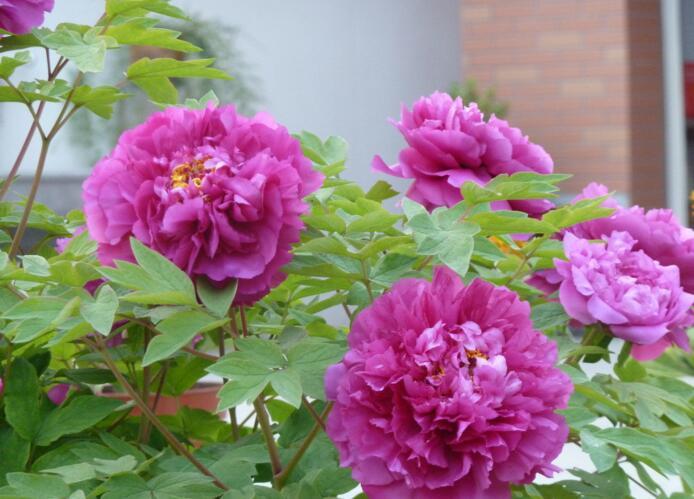 牡丹花开 牡丹花开动京城全诗