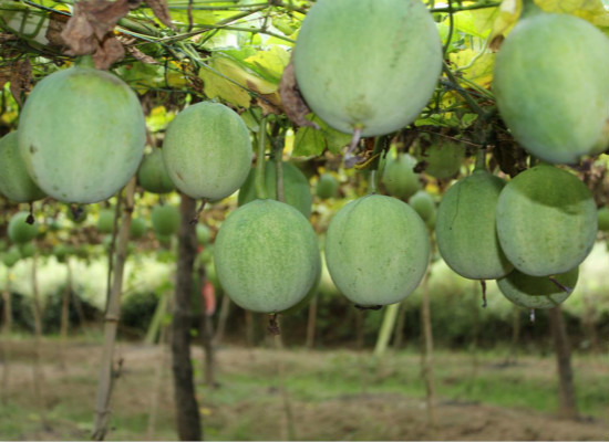 瓜蒌籽：让健康伴你一生（瓜蒌籽作用及食用方法）