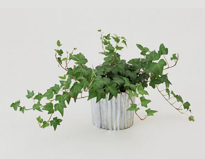 常春藤：天然的空气净化剂（常春藤环保科技有限公司）