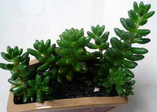 养殖玉米石 玉米养殖的作用