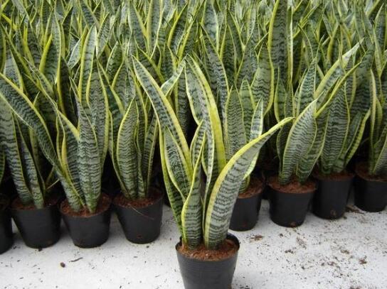 室内养虎尾兰 室内养虎尾兰好不好