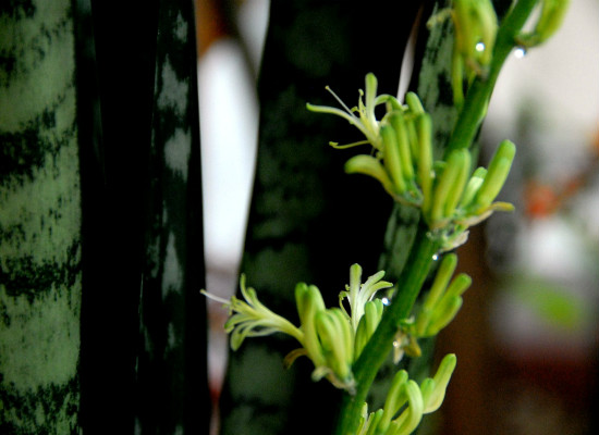 净化室内空气的植物 净化室内空气的植物排名