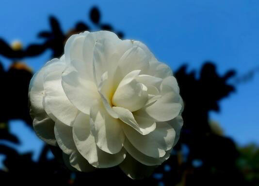 集美貌与价值于一身的白茶花（白茶的顶级花色）