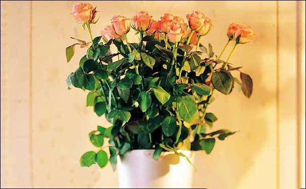 盆栽玫瑰花怎么养 盆栽玫瑰花怎么养家庭养法