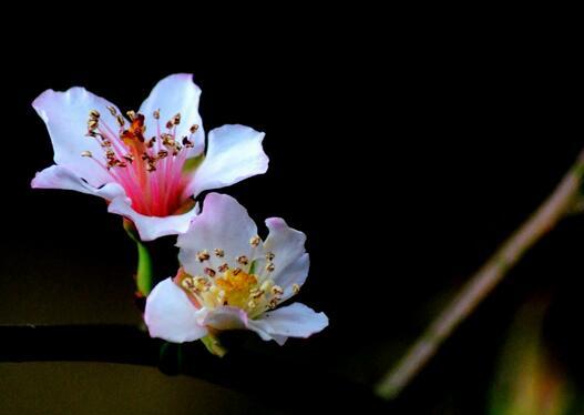 山楂花只是花美吗（山楂花只是花美吗为什么）