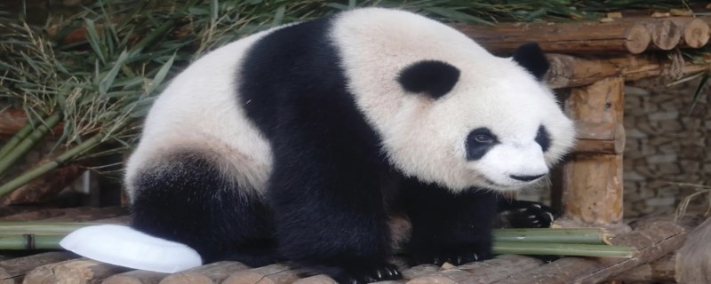 熊猫的谜语 熊猫的谜语大全简单