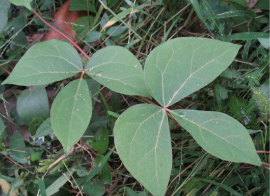 中*大血藤的作用 你都造吗? 中*大血藤的作用 你都造吗?