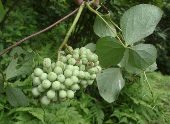 中*大血藤的作用 你都造吗? 中*大血藤的作用 你都造吗?