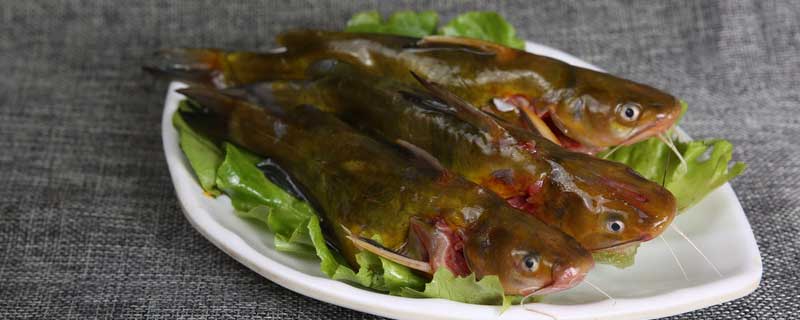 黄颡鱼池塘养殖技术 黄颡鱼池塘养殖技术论文英文版本