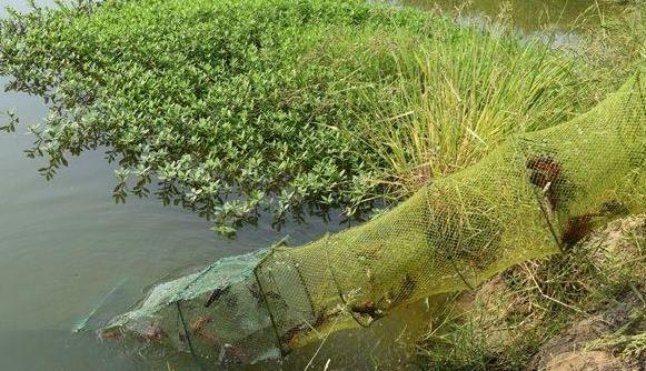 怎样下地笼捕的虾多 怎样下地笼捕的龙虾多