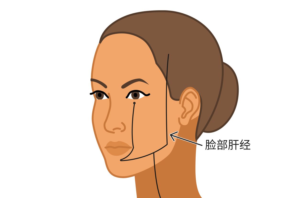脸部肝经位置图（面部肝经图）