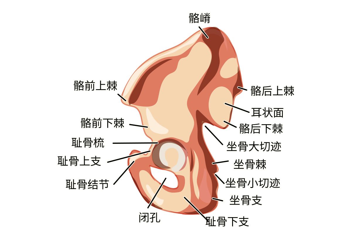 髂骨耳状面图片 髂骨耳状面解剖图
