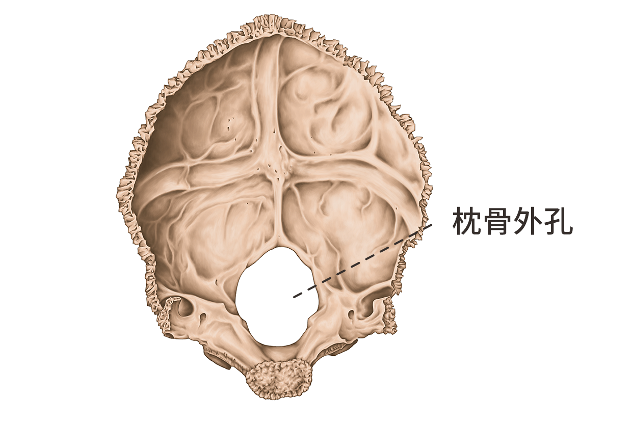 枕骨外孔图片（枕骨外孔图片结构图）