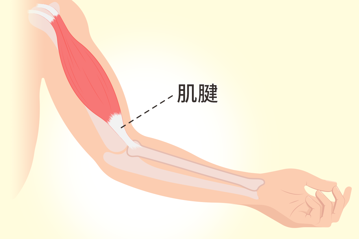 肌腱和韧带的区别图片（肌腱和韧带一样吗）