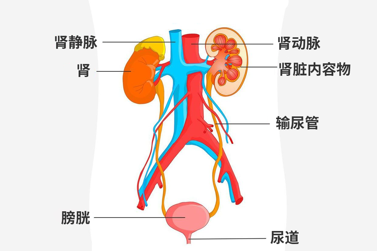 泌尿系统解剖图手绘 泌尿系统解剖图手绘版