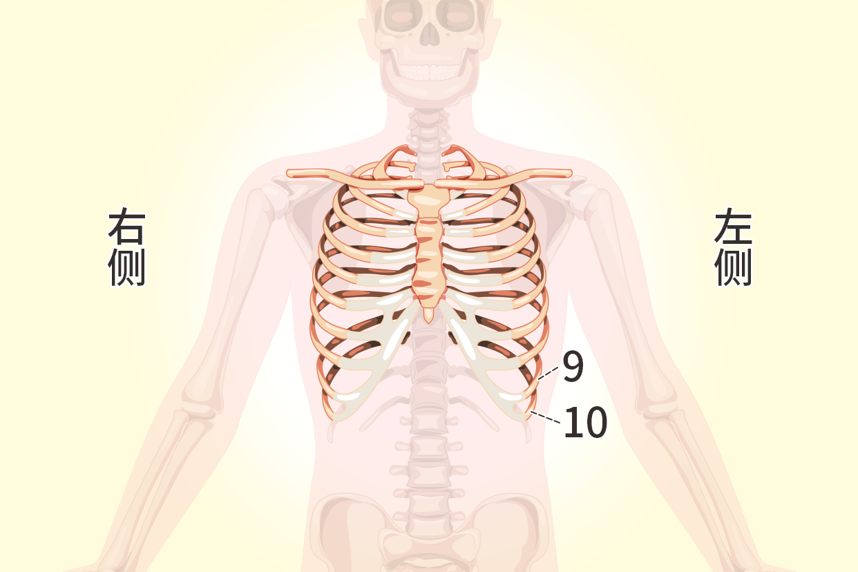 左侧第九第十肋骨图片位置图 左侧第9肋骨的位置图片