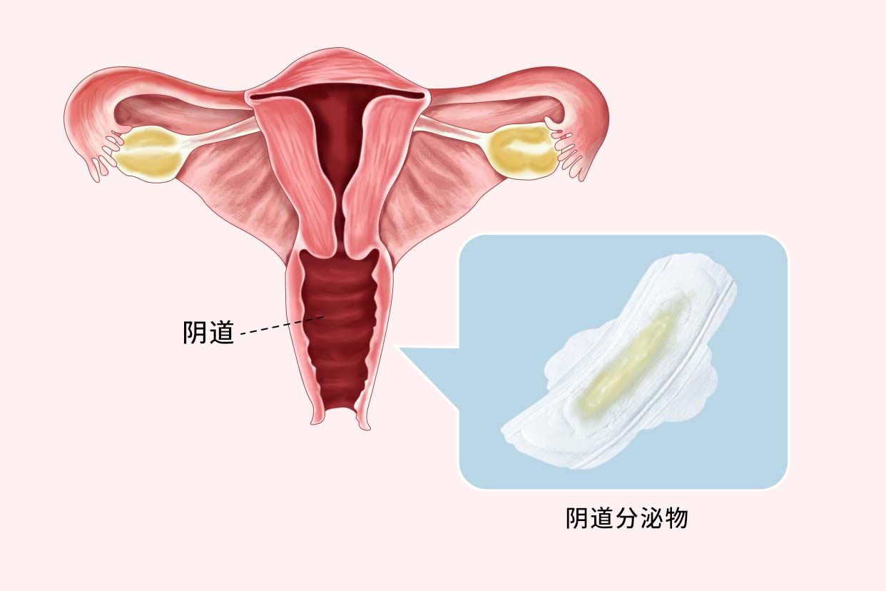 孕十五周分泌物正常图 孕15周分泌物