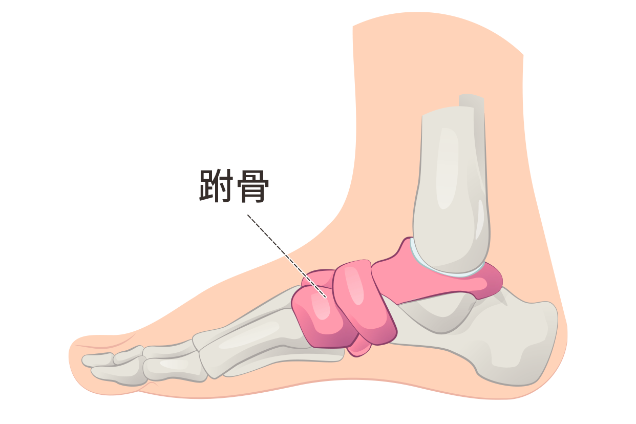 跗骨解剖图 跗骨在哪个部位图片