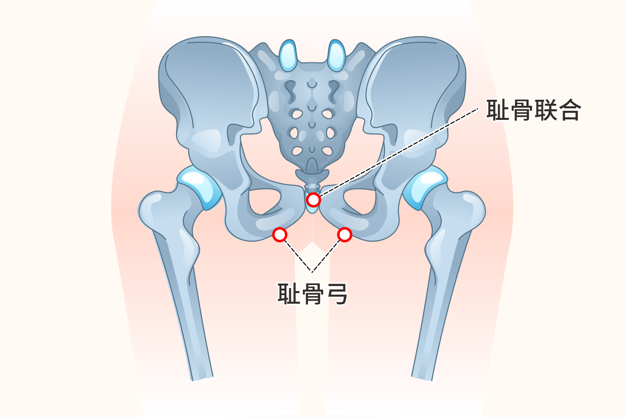 耻骨弓图片